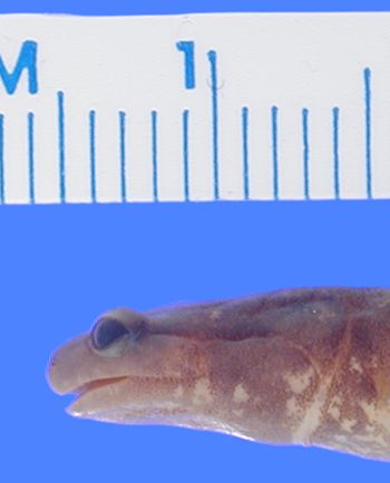 Media type: image; Herpetology A-30611